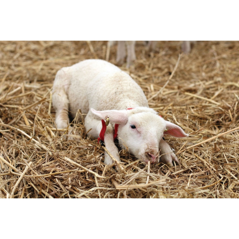 art 27475 agrodieren.be - 27475