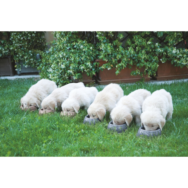 art 80516 agrodieren.be - 80516