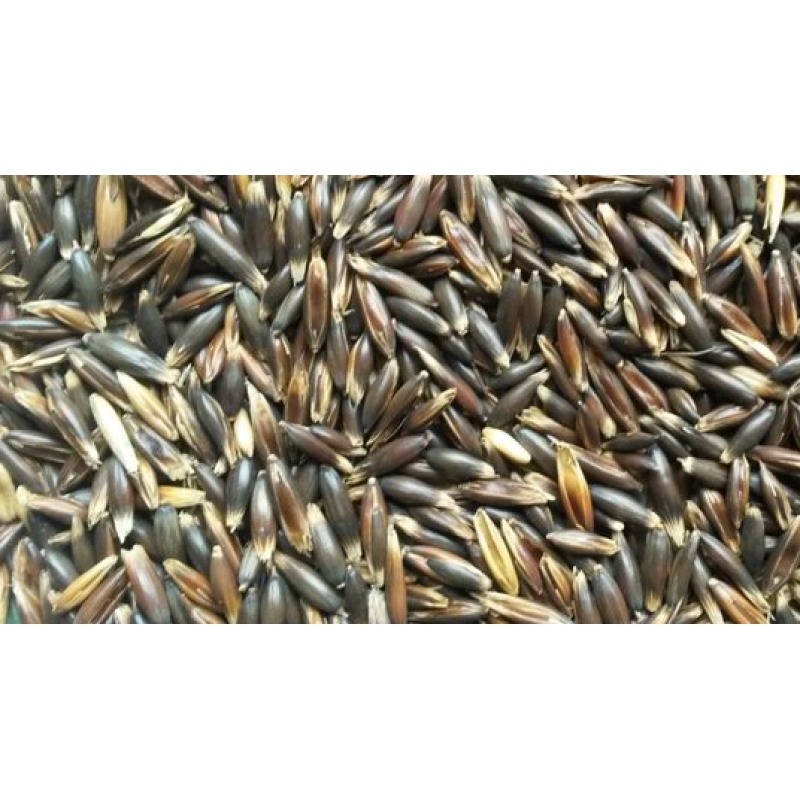 zwarte haver vol agrodieren.be - ZWARTEHAVERVOL-20KG-AGRO