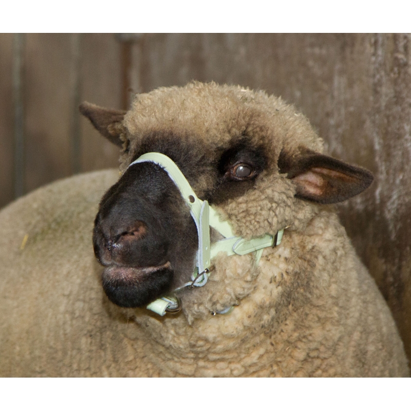 Kophalster voor schapen+bokken Leder - 2712