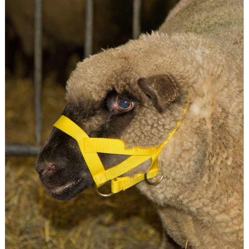 Licol mouton nylon jaune avec mentonnière - 2713