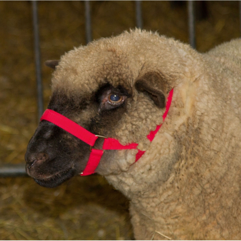 Kophalster voor schapen, rood PP, 20mm - 27194