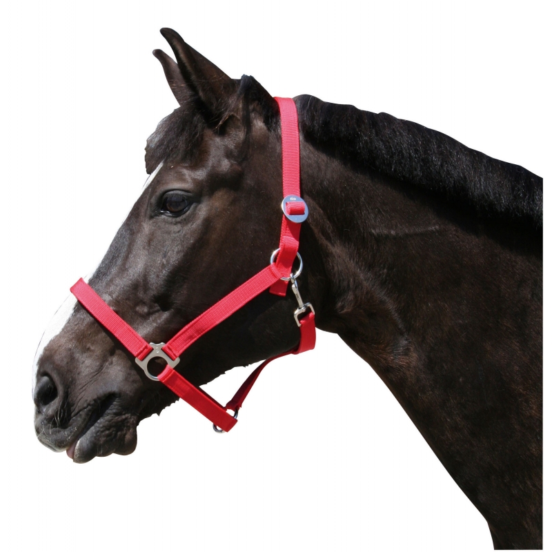 Licol Classic rouge, foal - 32152