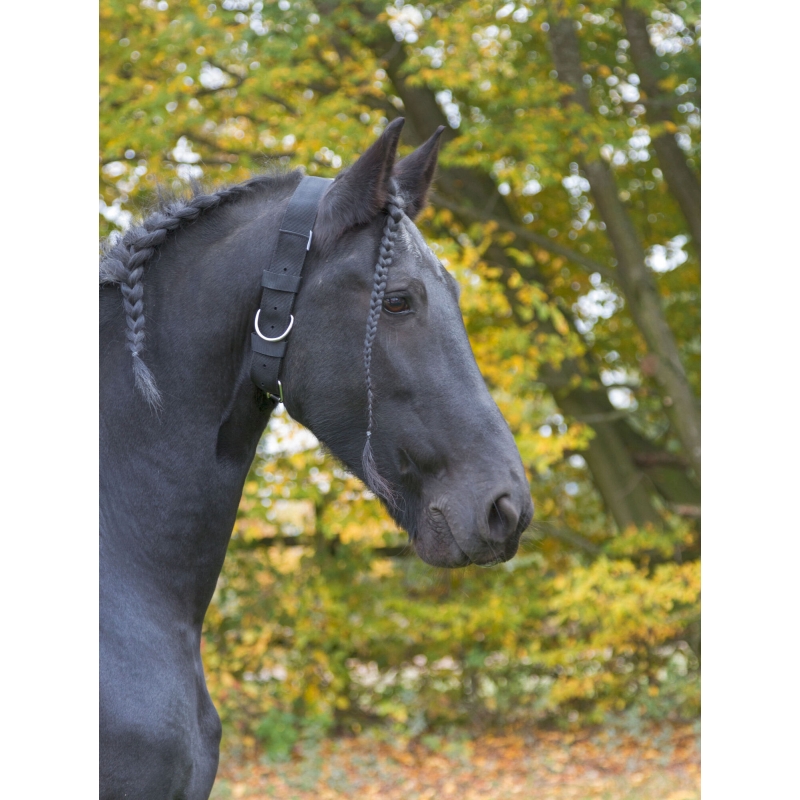 Halsriem v. paarden 5cm br. - 32340