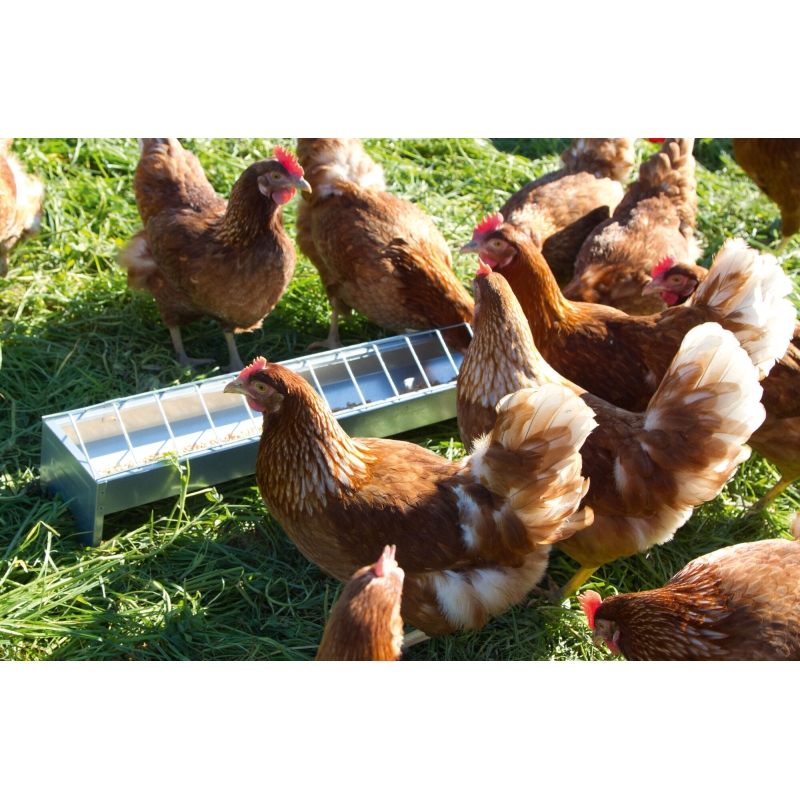 Mangeoire poules 10x75cm galvanis&eacute;e - 71302