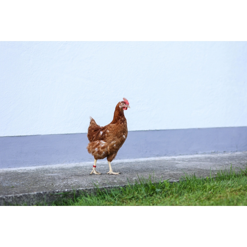 Bague d'identification 16mm rouge 20 pi&egrave;ces - 72101