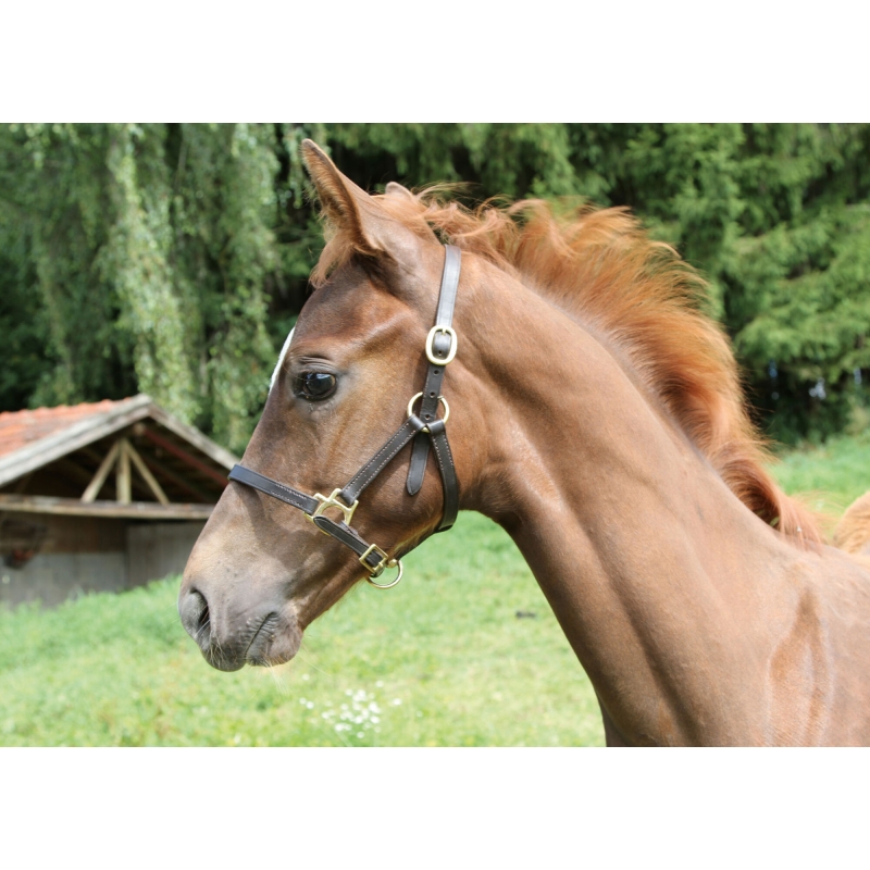 Veulenhalster Eco leder bruin - 327040