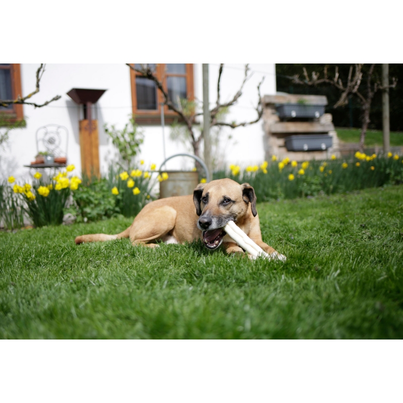 Stick &agrave; m&acirc;cher en peau de b&oelig;uf 25cm, 180g - 80704