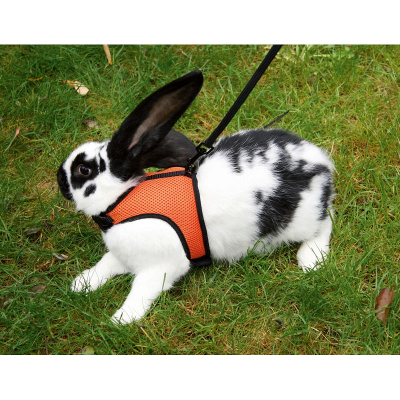 Harnais pour cochon d'inde Sport, 120 cm - 82749