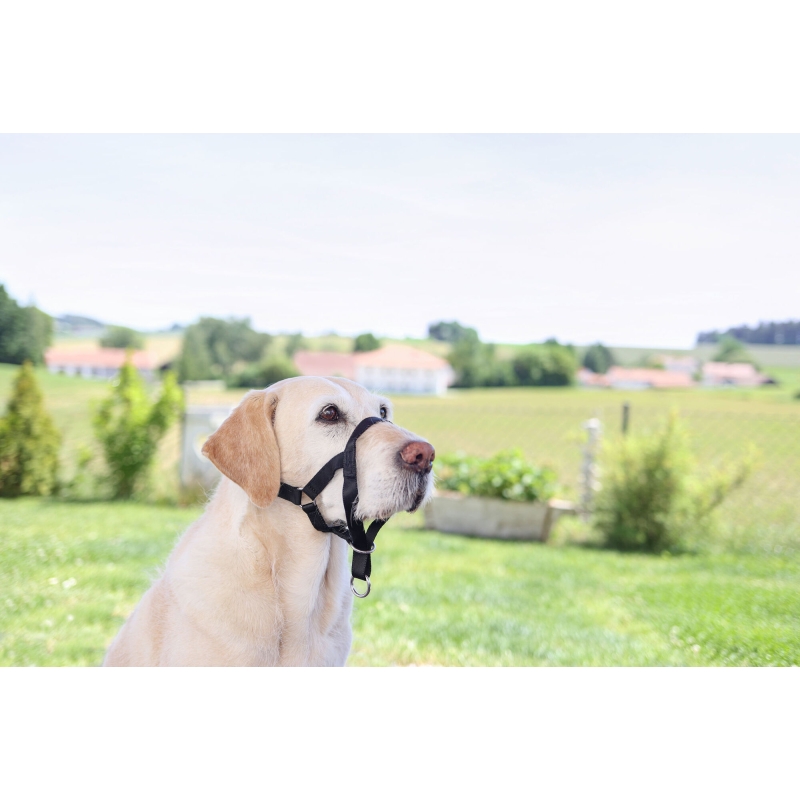 MAXI COACH < 38 cm, zwart - 83315